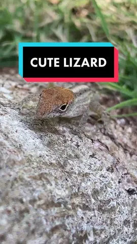 When I was a kid I absolutely loved lizards, and I still do. #lizard #cute #babylizard