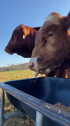 I don’t advocate cattle eating grain, but can’t deny how cute the nose work is #cute #nose #bull #conditioning #training #pavlov #moo