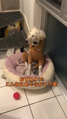 #うちの子デビュー #Saluki #salukilove #salukipuppy #dog #followｍe #サイトハウンド #子犬 #イヌスタグラム #犬好きな人と繋がりたい #犬のいる暮らし#フォローミー#犬#大型犬のいる生活#生後3ヶ月 #いぬすたぐらむ