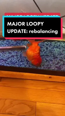 He’s still swimming upside down, but no longer forced to the top. #loopythefish #loopythemessedupfish #loopy