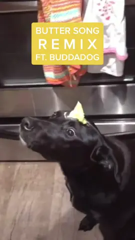 BUTTER SONG (Remix) ft. my homie @buddadog2020 🧈🐕‍🦺  #buttersong #buddadog
