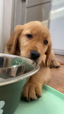 figuring out how to drink from my new water bowl, i think i almost have it down #newsoul #puppy #goldenretriever #fyp #HappyHolidays