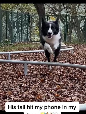 Keep a safe distance between your face and the phone while filming. 😅🤙 #barkour #parkour #urbanagility #dogjumps #bordercollie