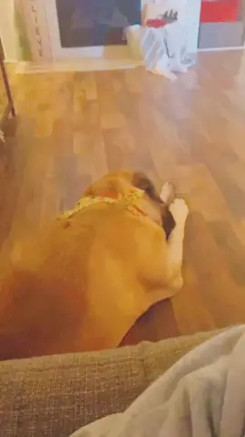 He’s too lazy to get too excited 😂 #englishmastiff #rockthemastiff #weloveourpup #fyp #foryoupage #lazybones @chadmiller5252
