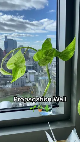 Easy propagation wall 🪴 #houseplants #propagationstation