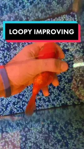 GUYS LOOPY IS ON THE ROAD TO RECOVERY. I AM VERY EXCITED. THANK YOU FOR BEING HERE FOR THIS JOURNY. #loopystrong #loopy