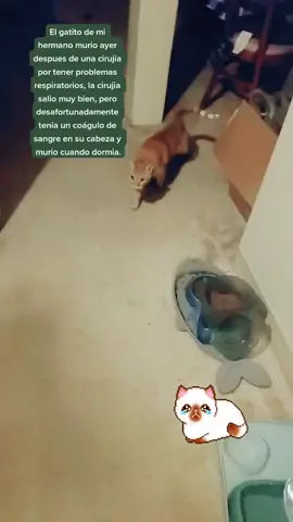 Les pido su ayuda con cualquier donación para pagar los biles funebres y cirujia 😭 #broken #thankyou #fyp #cat #missyou #lossofapet #gofunme #help