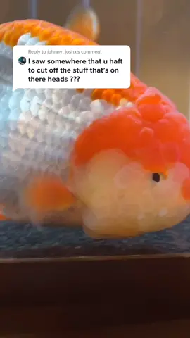 Reply to @johnny_joshx Sometimes yes. Follow my instagram to see me do it. #goldfish #fish #ranchu