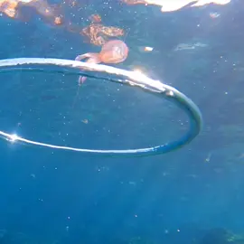 jellyfish vs bubblering! #marine #nature #sea #underwater #bubblerings #freediving #animal @gopro #gopro #jellyfish