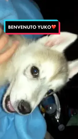 Questa è la storia di quando abbiamo preso Yuko,realizzando il mio sogno di avere un cane❤️Adottate,vi cambierà la vita❤️🐾#questoèilmiosogno