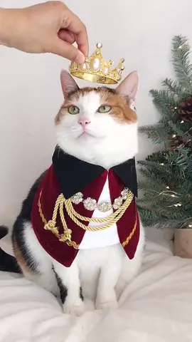 Royal cat #royalcat #미리메리크리스마스 #메리크리스마스 #merrychristmas #틱톡댕냥협회 #etsy #etsyshop Cat Crown : tap the link in bio