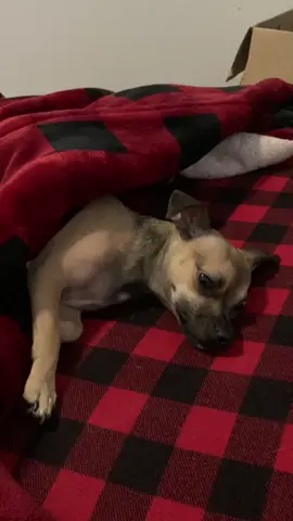 Lazy Saturday mornings with Brodie