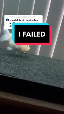 Reply to @carsonaweber I did try earlier this year, and this is why I failed. Also check out my Youtube channel linked in bio!!! #goldfish #fish
