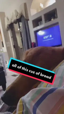 It was homemade sourdough so I don’t blame him I guess 🍞 #SelfImprovement #whatspoppinchallenge #WhatsPoppin #puppyeyes #sourdoughbread #fyp