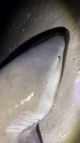 Big bull shark!!!  released safely￼#sand#beach#fish#ocean#shark#foryou