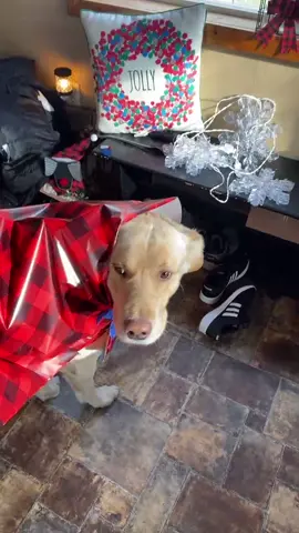 Wrapped Dozer 😂❤️ #foryou #foryoupage #feature #featureme #pets #dogs #tiktok #ImAGhost #PersonalFinance