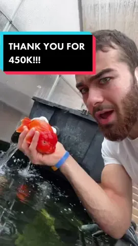 THANK YOU FOR 450K!!! The fish are loving the attention! They told me so! #goldfish #fish #fatfish #ranchu