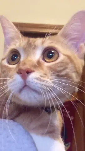 #cat #catlover #catsoftiktok #cutecat
