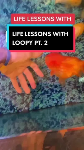 Reply to @tmadness_08 If you do something good for the world, have passion for what you do, and make solid money. Go for it!!! #goldfish #fish #loopy