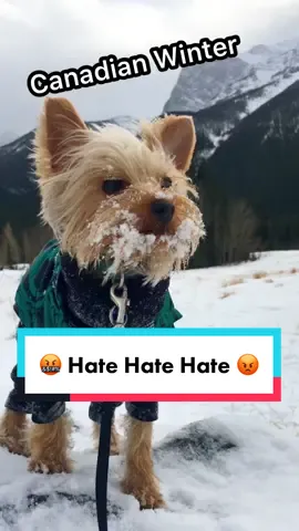 #hatehatehate #grinch #loatheentirely #sendhelp #yorkie #yorkshireterrier #tiktokdog #canadianwinter