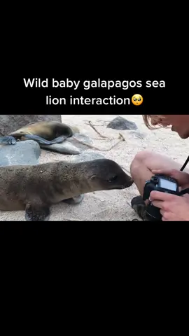 Curious little sea pupper. Sometimes animals can be so innocent.💙 #sea #baby #sealion #galapagos #lion #ocean #bleassed #equador #fy #fyp