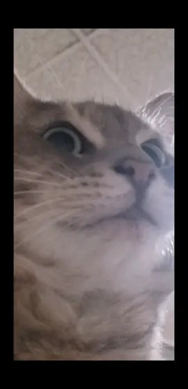 she dident protec #fyp #catsoftiktok