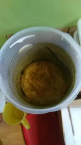 siapa yang tau itu ikan apa