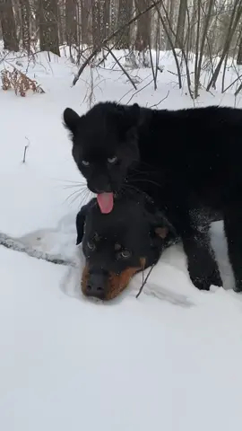 My friends 🖤 #хочуврек #хочувтоп #animal