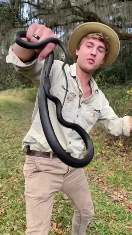 check out this aweome Black Racer hiked today, with my friend Emma and my cousin @kjarizona3 !!! So grateful for friends who love snakes!! 😁🐍 #fyp