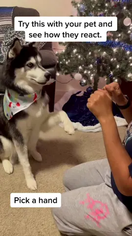 How many ❤️ can this boy get? #haikuthehusky#dogsoftiktok#viral#fyp#husky#tiktok#siberianhusky#holidayvibes#dogtreatchallenge