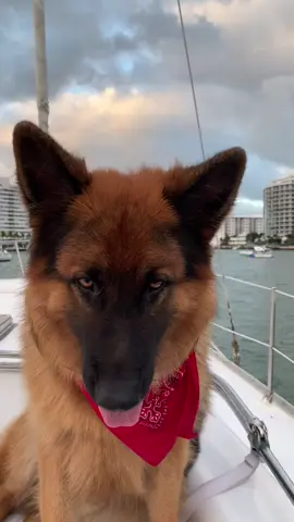 #fyp #germanshepherd #dogofticktok #sailboat