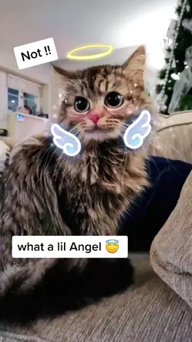 Arlo the angel......#animeanimals #MONCLERBUBBLEUP #foryou #fyp #cat #anime #catlover #catsoftiktok #xyzbca