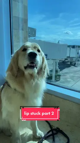 This happens so frequent I can make a video like this everyday 😂 #dog #funny #fyp #lip