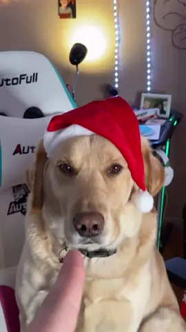 Powerful Doze 😂❤️ #foryou #foryoupage #feature #featureme #pets #dogs #tiktok #Productivity