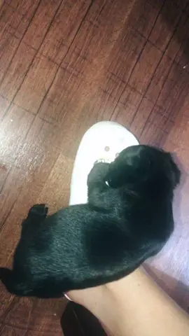 ME ESTA PISANDOOOOO