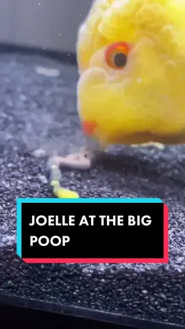 YA’ll JOELLE ATE THE BIG POOP. CODE BROWN. #goldfish #fish #ranchu #aquarium