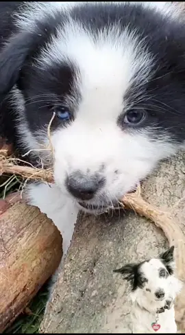 Ares and Marilu, two of our puppys from summer, playing and having a good time 🥰🐕💚 #cutepuppy #puppylife #bordercollies #bordercolliepuppy #welpen