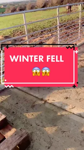 Winter took a proper fall today & has a little cut, all cleaned & into bed now but my heart broke 😭 #fyp #equestrian #PrimeVideoRemakes
