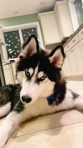 @_jessashley can I keep him?🐶                                                           #squeakychallenge #squeakytoychallenge #husky #fyp #cutepets