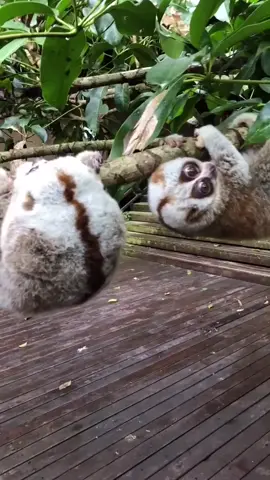 #slowloris