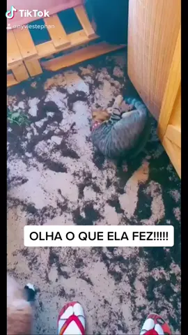 Pode fazer isso? 🧐🙂🤷‍♀️ #cats #catsoftiktok #pets #gatos #fyp #fyyyyyyyyyyyyyyyyyyy