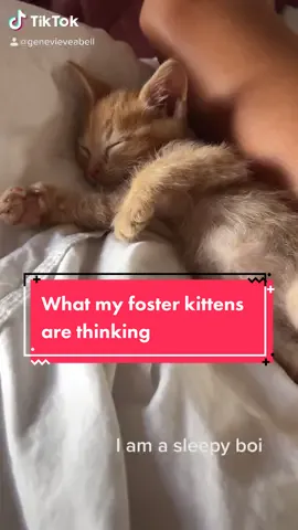 What my kittens are really thinking #kittens #fosterkittens #catsoftiktok #kittensoftiktok #voicetotext #meow