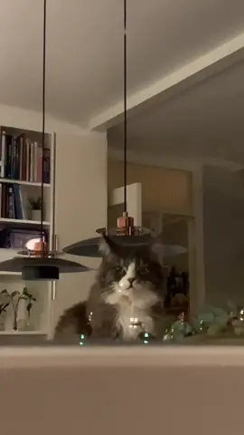 Everybody, meet Billy #catsoftiktok #cat #fyp