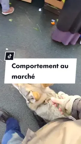 On a enfin fini nos cadeaux ! Et vous ? #chienloup #education #chien #animal #wolfdog #wolf #dog