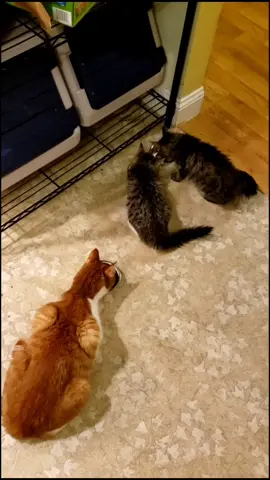 Cat collection! Yes we rescue cats #cat #mechanic #foryou #fyp #xyzbca #pet #tiktok #kitty