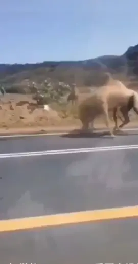 The first time I saw camels fighting.😂😂😂😂
