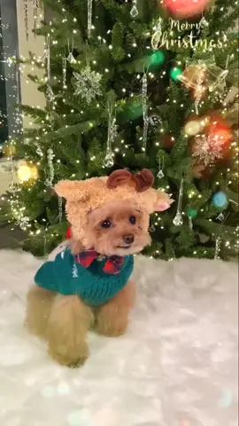 #광고 크리스마스에 미소돌프가 찾아온다면? 🐻🎁 #CapCut #영상편집앱 #미소아라 #크리스마스