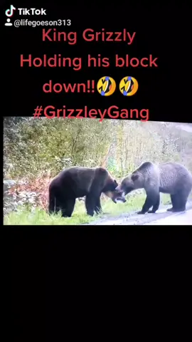King Grizzly Holding shit down! 😂💪 #Christmas2020 #grizzlygang #beast #voiceovervideo #christmas #foryou #fyp #merrychristmas