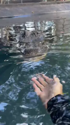 Casper comes when called! He’s so smart! This is during one of my underwater gator encounters, you can come do it!! Link in bio! #animals #alligator