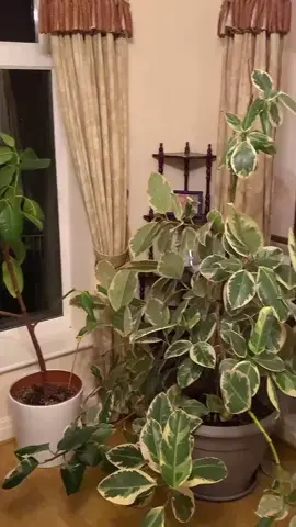 can we appreciate my mums plant collection omg 🪴🎍🌾🍃 #plantcollection #plants #houseplant #fyp #foryoupage